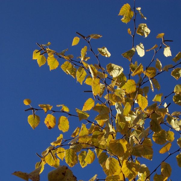 Avalanche™ Birch Tree - Nature Hills Nursery - #7 Container 3 - 4 Feet Multi Stem - 
