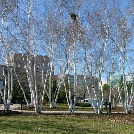 Detail view of Avalanche⢠Birch Tree (Betula x 'Avalzam') showing plant structure and foliage.