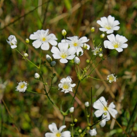 Avalanche Mountain Sandwort - Nature Hills Nursery - Quart Container 4 Pack - 