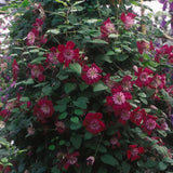 Avant Garde Clematis