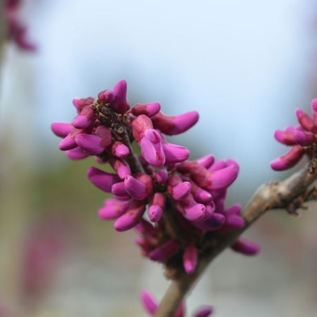 Avondale Redbud Tree - Nature Hills Nursery - #2 Container Single Stem - 