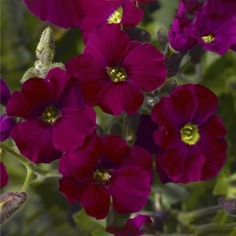 Axcent&trade; Burgundy Improved Rockcress - Nature Hills Nursery - #1 Container 2 Pack - 