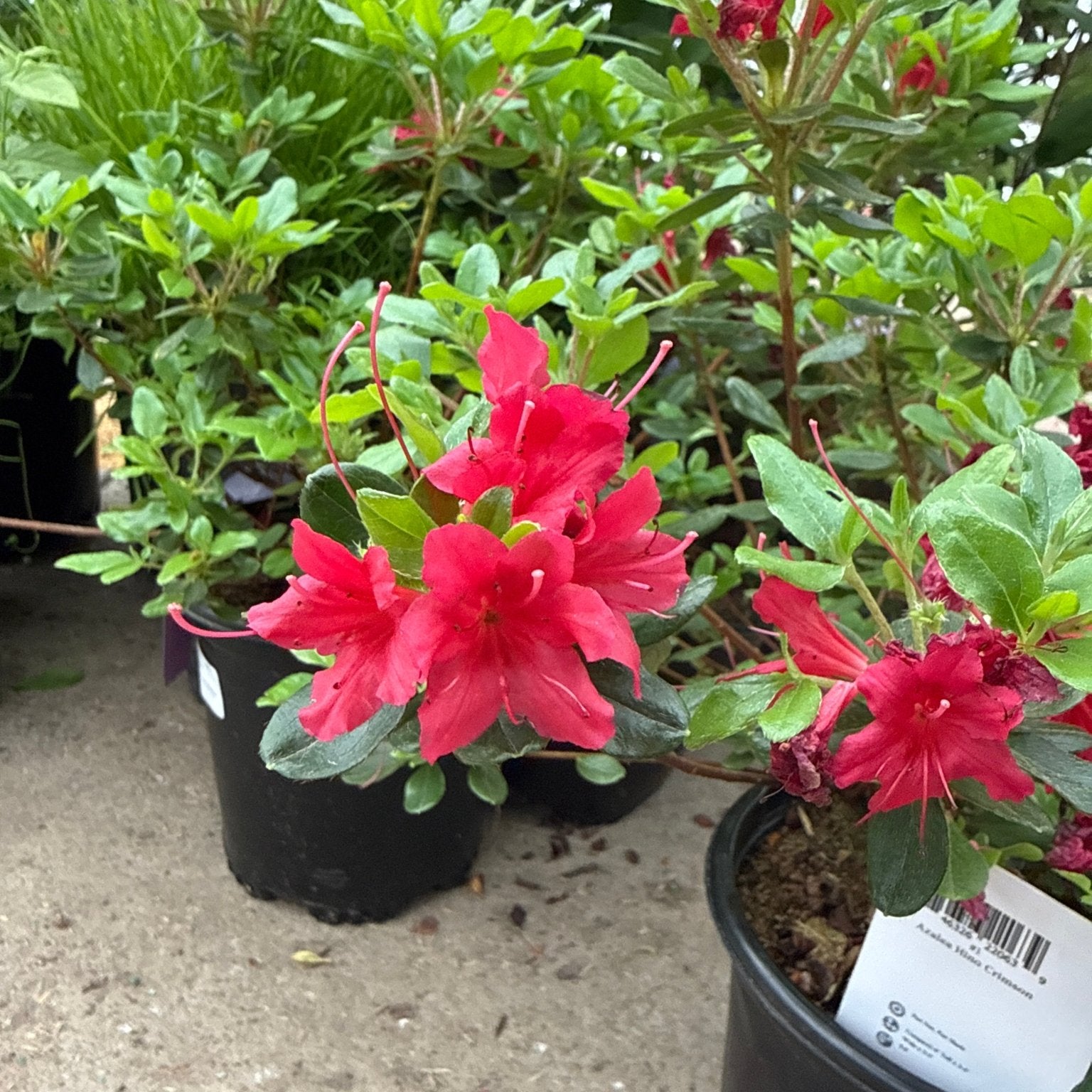 Hino Crimson Kurume azalea shrubs in nursery containers display vibrant deep pink blooms with prominent red stamens and glossy evergreen foliage.