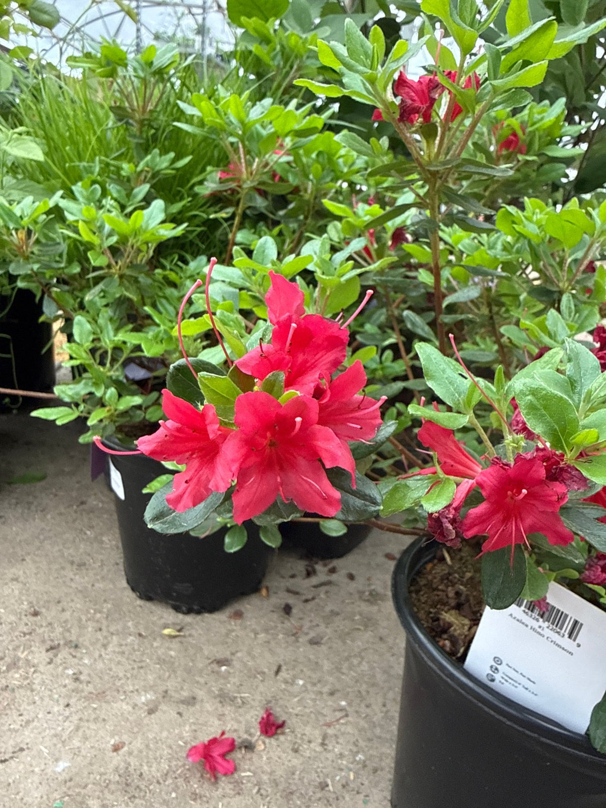 Hino Crimson Kurume azalea shrubs in nursery containers display vibrant deep pink blooms with prominent red stamens and glossy evergreen foliage.