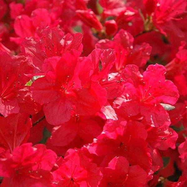 Hino Crimson Kurume Azalea (Rhododendron kurume X 'Hino-Crimson') growing in a garden landscape, showing mature shrub form.