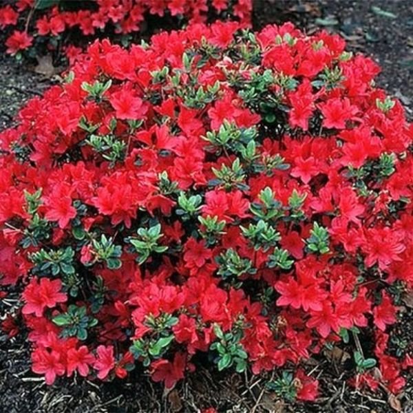 Hino Crimson Kurume Azalea (Rhododendron kurume X 'Hino-Crimson'), a shrub featuring red flowers and broad-leaved evergreen.