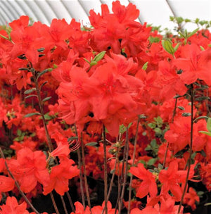 Evergreen foliage of Hot Shot Girard Azalea (Rhododendron x 'Girard's Hot Shot') in a garden setting.