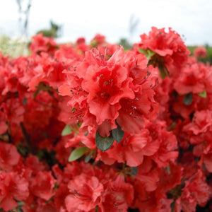 Hot Shot Girard Azalea (Rhododendron x 'Girard's Hot Shot'), a shrub featuring red, orange flowers and evergreen.