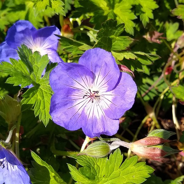 Azure Rush Geranium (Geranium 'Azure Rush'), a perennial featuring blue, purple flowers and perennial.