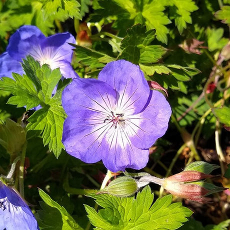 Azure Rush Geranium (Geranium 'Azure Rush'), a perennial featuring blue, purple flowers and perennial.