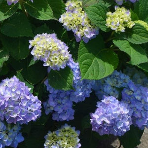 Azure Skies&trade; Bigleaf Hydrangea - Nature Hills Nursery - #3 Container - 
