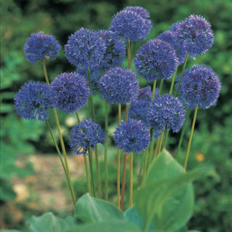 Azureum Blue Globe Allium Full Bloom