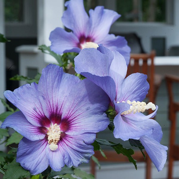 Azurri Blue Satin? Rose of Sharon Shrub