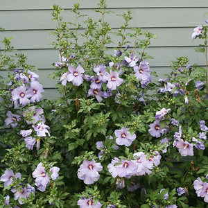 Azurri Blue Satin? Rose of Sharon Shrub