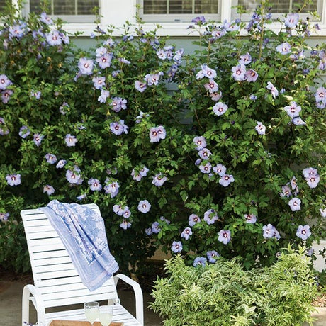 Azurri Blue Satin? Rose of Sharon Shrub