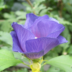 Azurri Blue Satin? Rose of Sharon Shrub