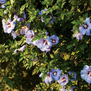 Azurri Blue Satin? Rose of Sharon Shrub