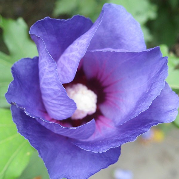 Azurri Blue Satin? Rose of Sharon Shrub