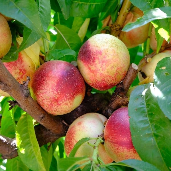 Arctic Jay Nectarine Tree