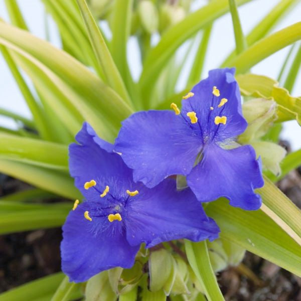 Sweet Kate Spiderwort