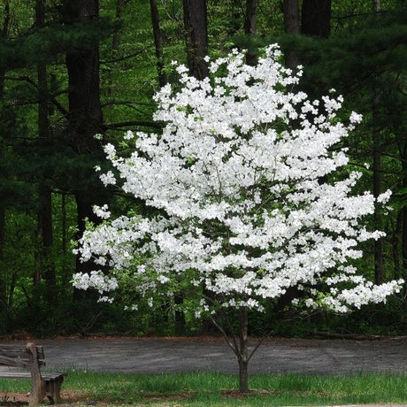 Cloud Nine Dogwood