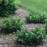 Low Scape Mound&reg; Chokeberry