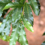 Sawtooth Oak Tree