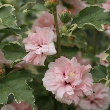 Sugar Tip&reg; Rose of Sharon