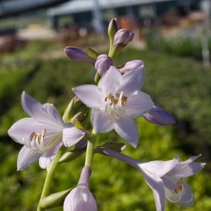 Hosta Dance with Me