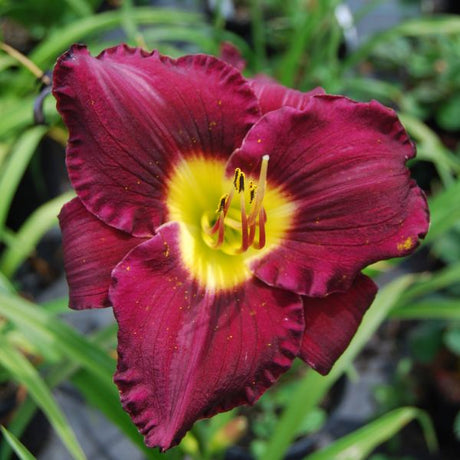 Bela Lugosi Daylily