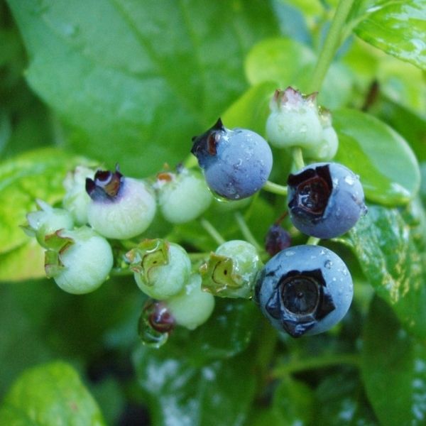 Polaris Blueberry Bush