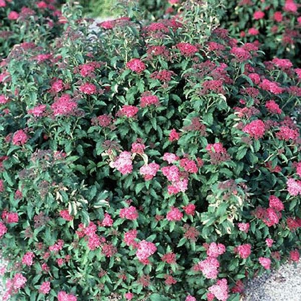 Crisp Leaf Spirea