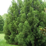 Cryptomeria Radicans