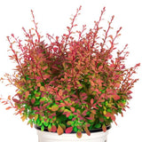 Sunjoy&reg; Cinnamon Barberry