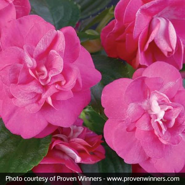 Rockapulco&reg; Purple Double Impatiens