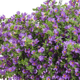 Snowstorm&reg; Blue Bacopa