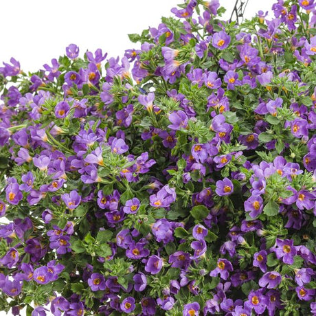 Snowstorm&reg; Blue Bacopa