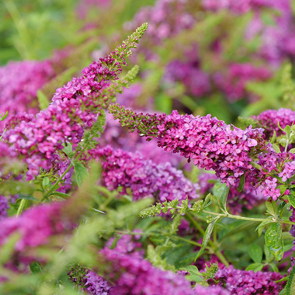 Proven Winners&reg;  ColorChoice&reg;  Lo & Behold&reg;  Ruby Chip&reg; Butterfly Bush