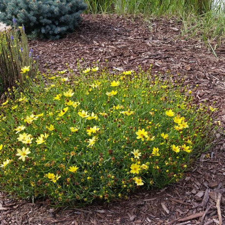 Moonbeam Coreopsis