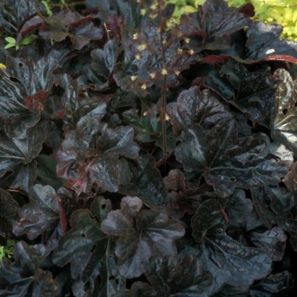 Obsidian Coral Bells