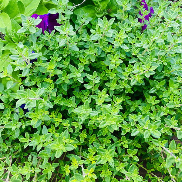 English Thyme Plant