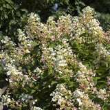 Pink Diamond Panicle Hydrangea