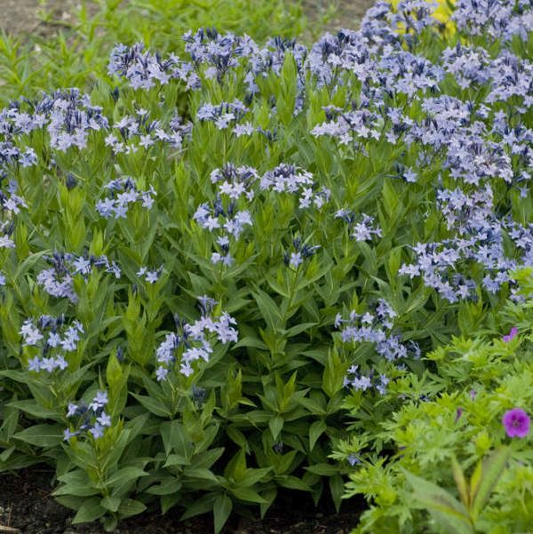 Blue Ice Amsonia