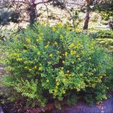 Ames St. John’s Wort