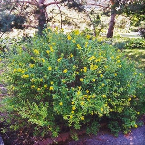 Ames St. John’s Wort