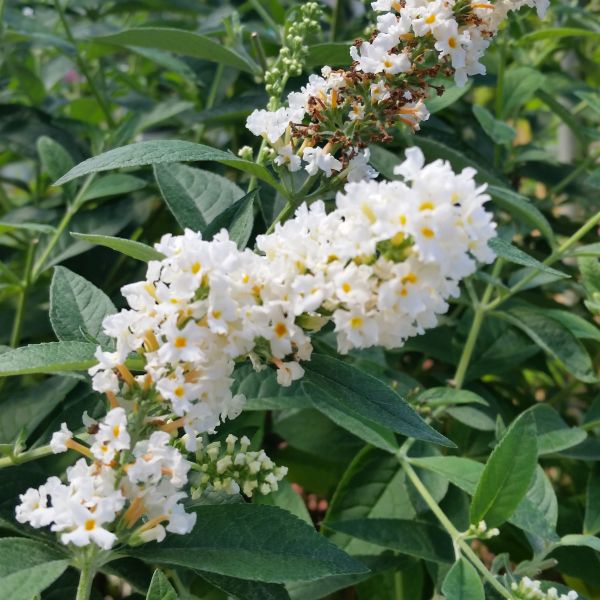 Miss Pearl Butterfly Bush