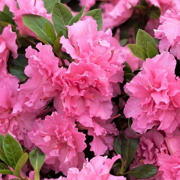 Bloom-A-Thon&reg; Pink Double Reblooming Azalea