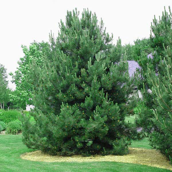 Austrian Pine