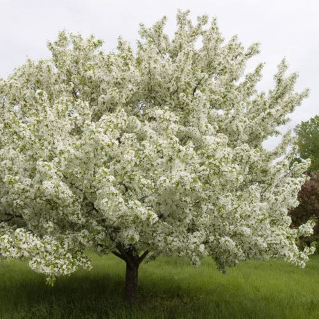 Snowdrift Crabapple