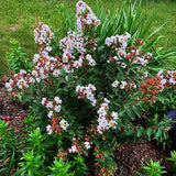 GreatMyrtle&trade; French Vanilla Crape Myrtle Shrub